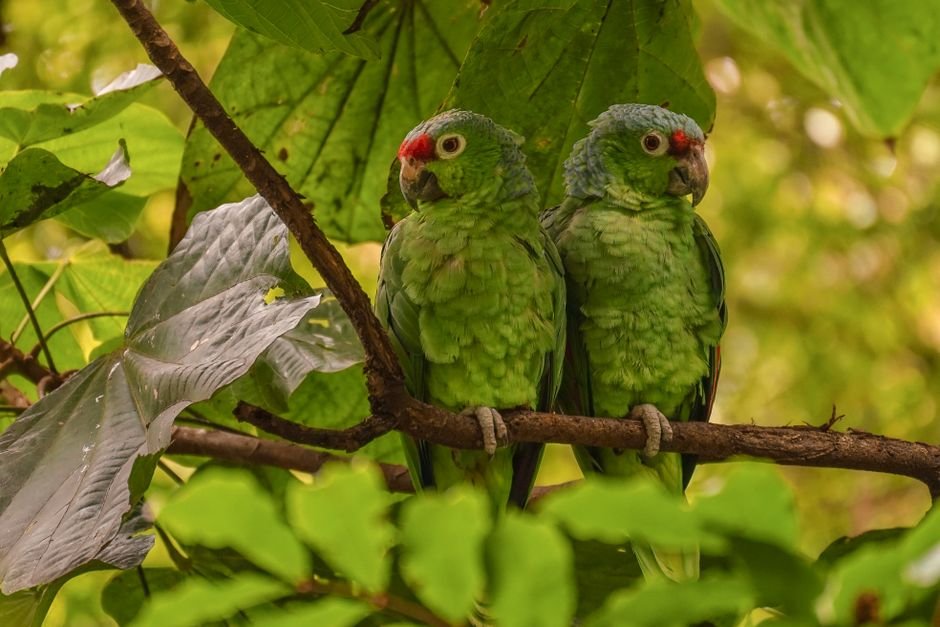 Where to buy a parrot that talks — Budget-Friendly Options: Parrots Under 