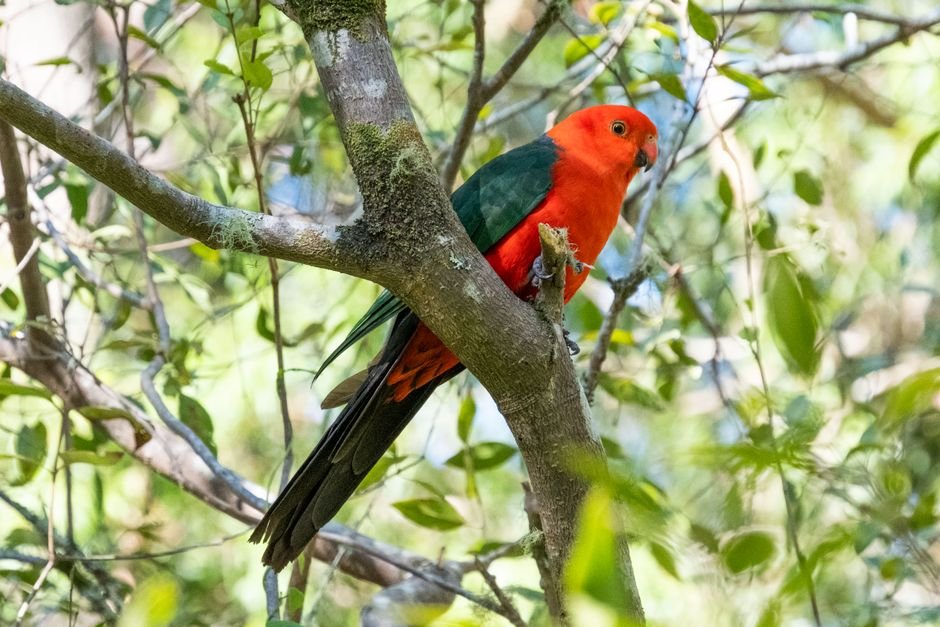 Understanding the Australian Parrots Voice