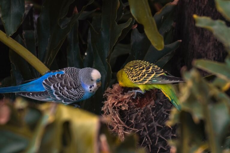 Australian parrots voice — visual overview