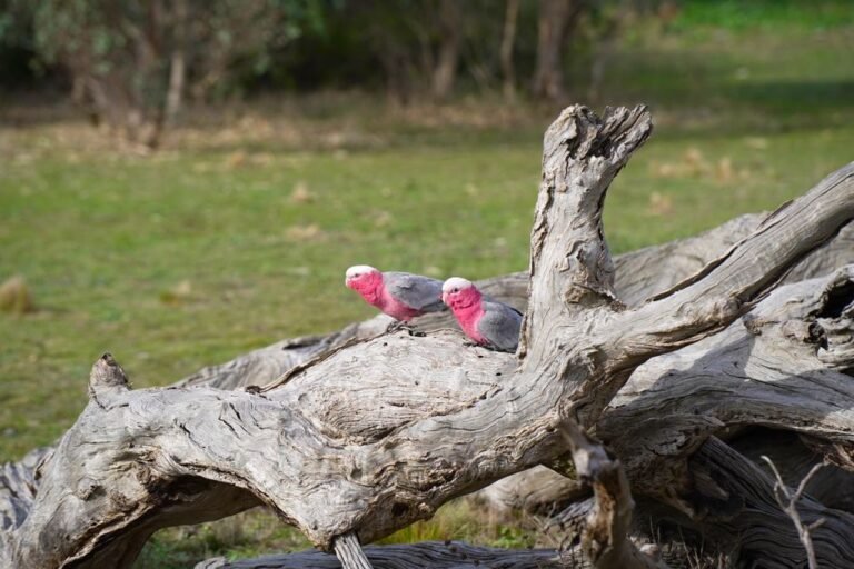 Australian parrots voice — visual overview