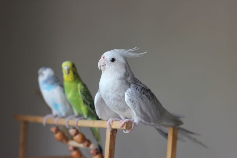 Best bird pets — visual overview