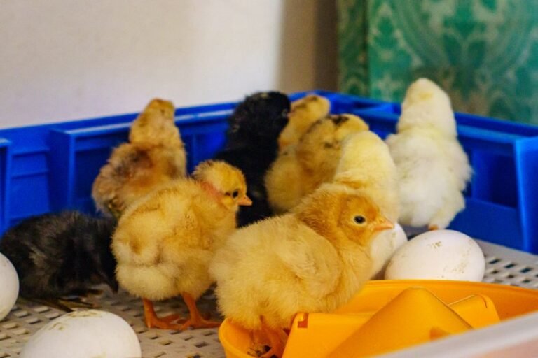 Best egg incubator — visual overview