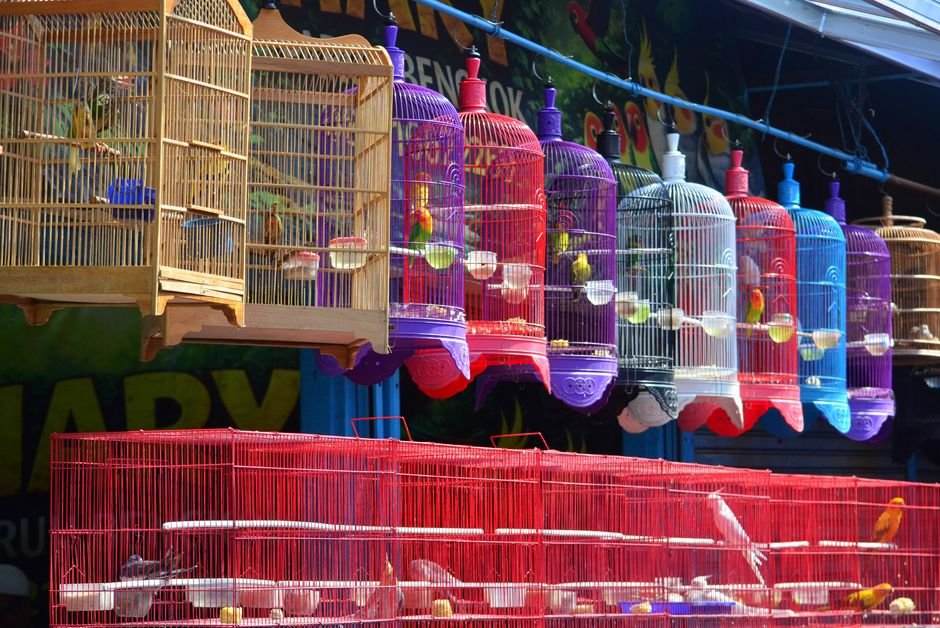 Best bird pets — Creating a Bird-Friendly Environment