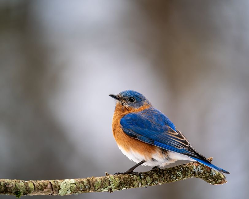 Best bird pets — Choosing the Right Bird Species