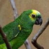 Black-Billed Amazon