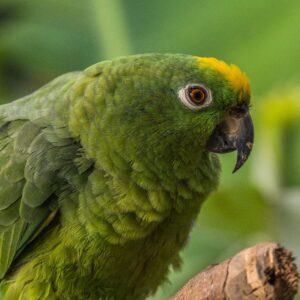 Black-Billed Amazon