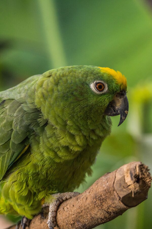 Black-Billed Amazon