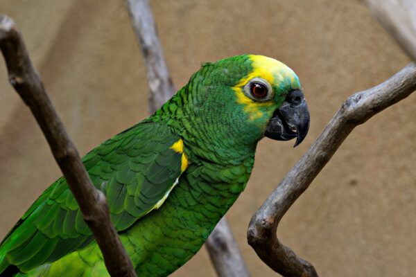 Black-Billed Amazon