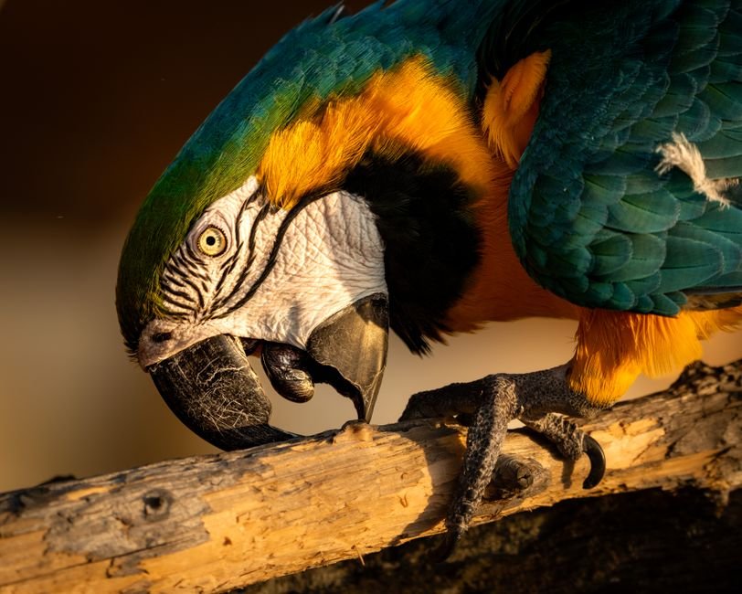 Finding Reputable Macaw Parrots Online Breeders