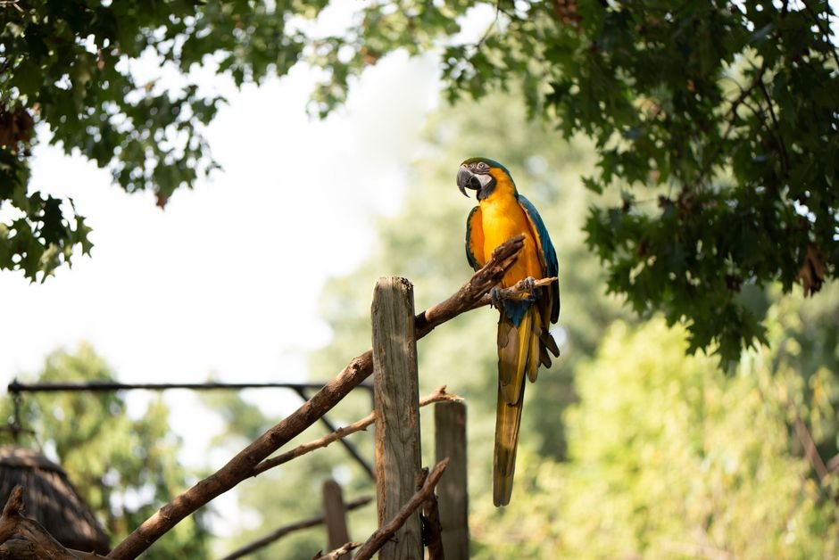 Macaw parrots online — Finding the Perfect Macaw Parrot Breeder Online