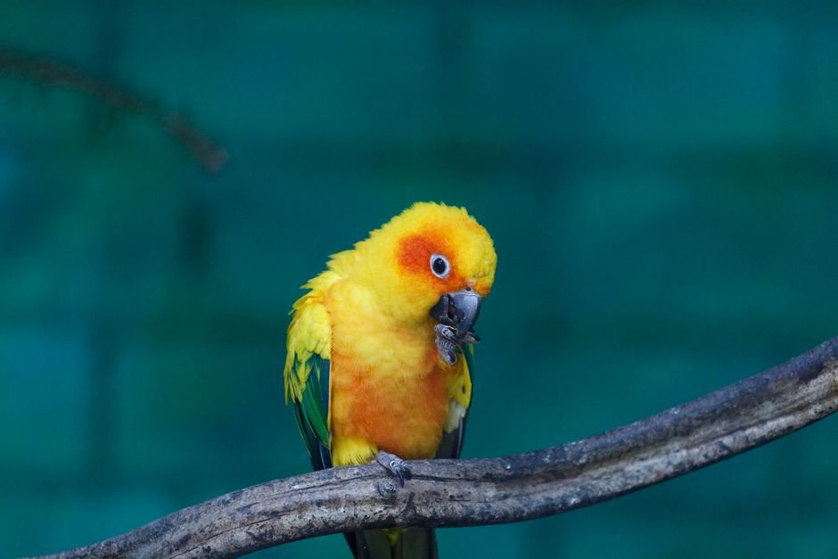 Health Concerns in Blue Sun Conures