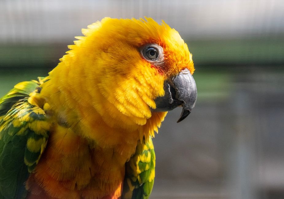What's a Blue Sun Conure?