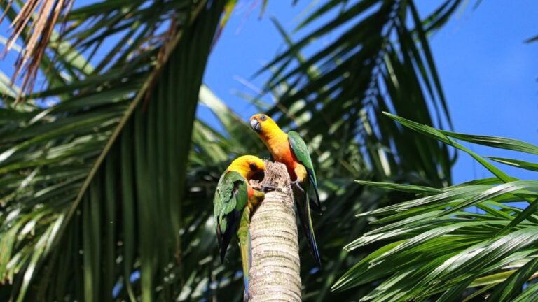 Blue sun conure — visual overview