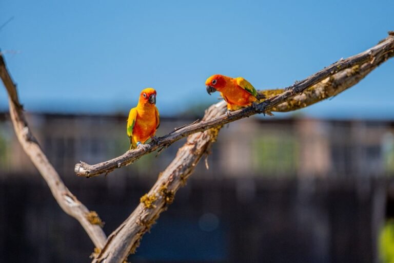 Blue sun conure — visual overview