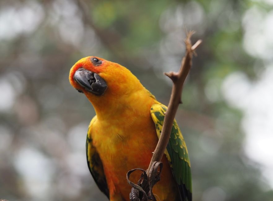 Caring for Your Blue Sun Conure