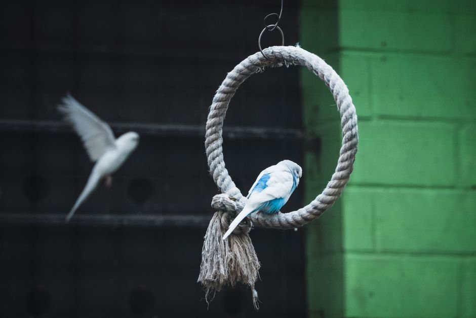 Budgie bird online shopping — Finding the Perfect Budgie Bird Online