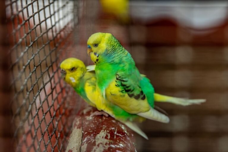 Budgie bird online shopping — visual overview