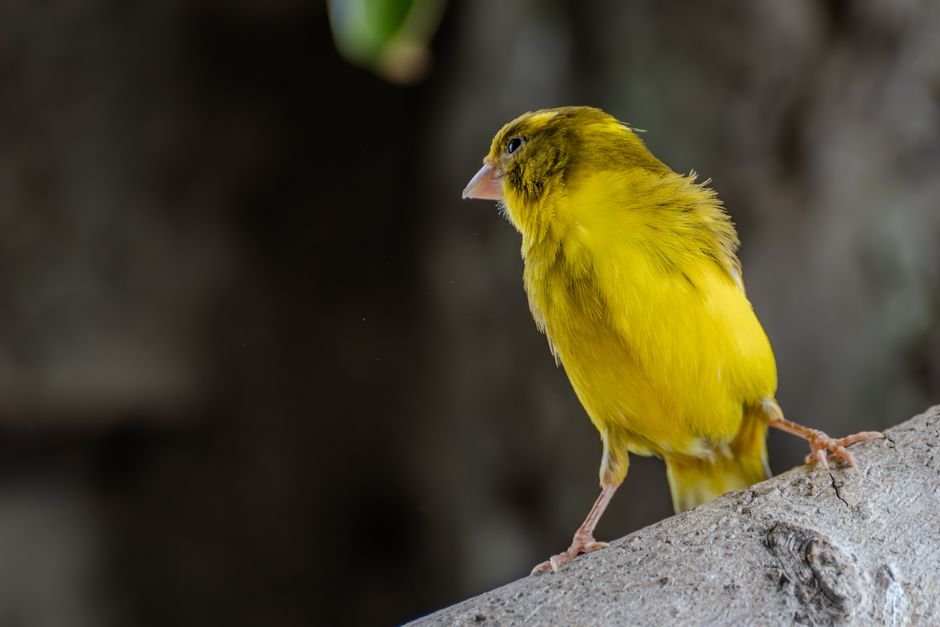 Buy a bird — Bird Care and Maintenance Essentials