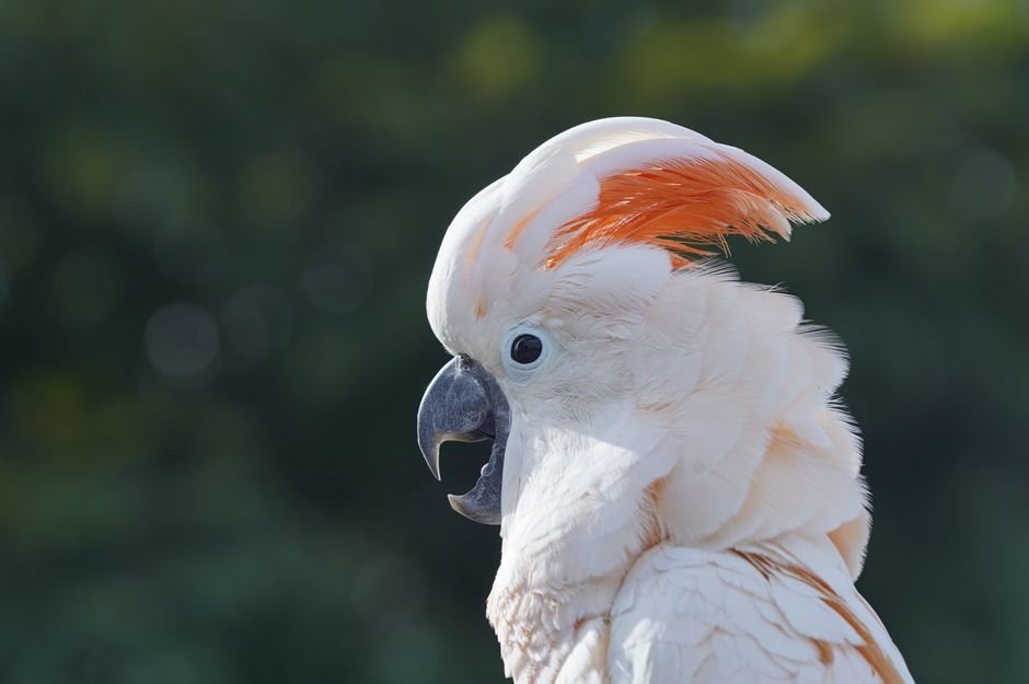 Understanding the Australian Parrots Voice