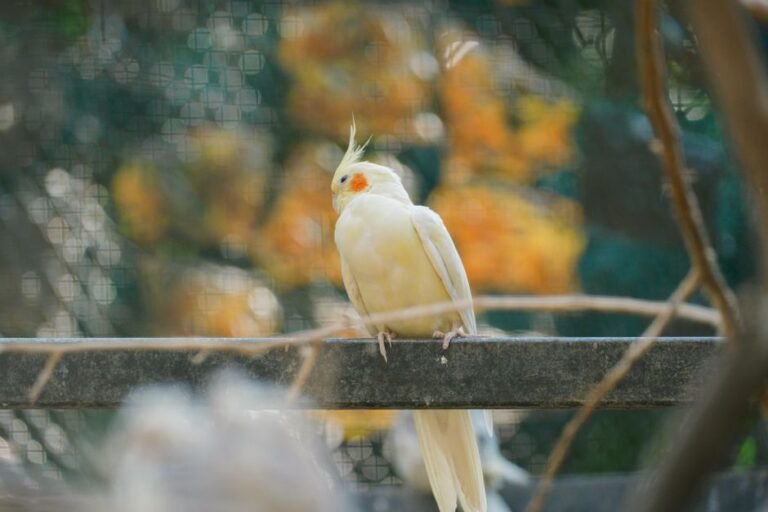 Cockatiel and cockatoo — visual overview