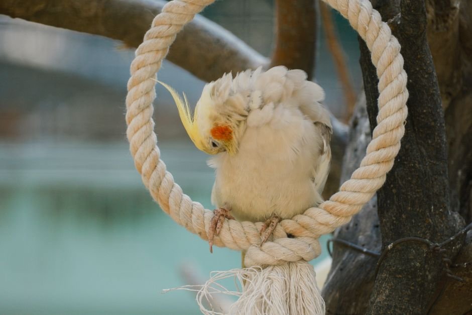 Understanding the Basics of Cockatiel and Cockatoo