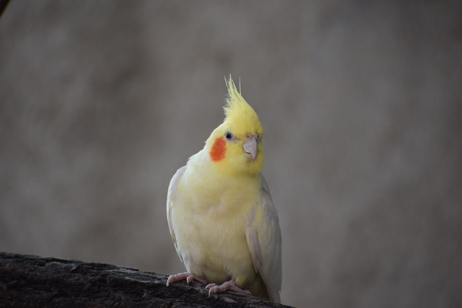 Colorful Pet Parrot Species from Around the World