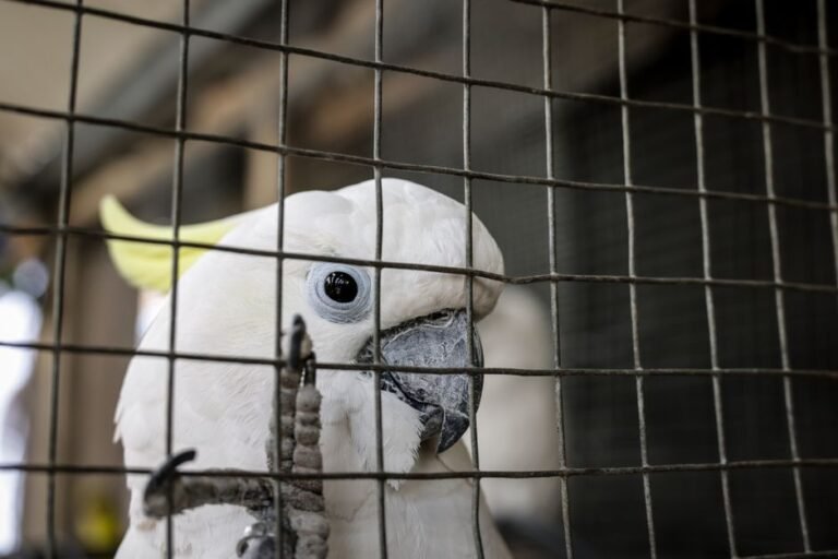 Buy cockatoo parrots — visual overview