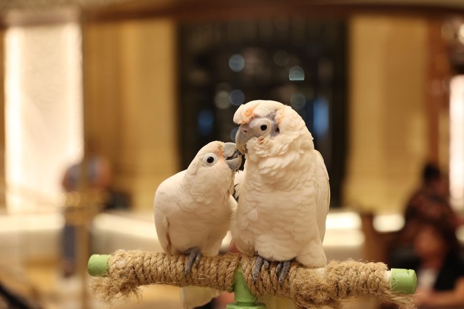 Cockatoo parrots online — Finding Reputable Cockatoo Breeders Online