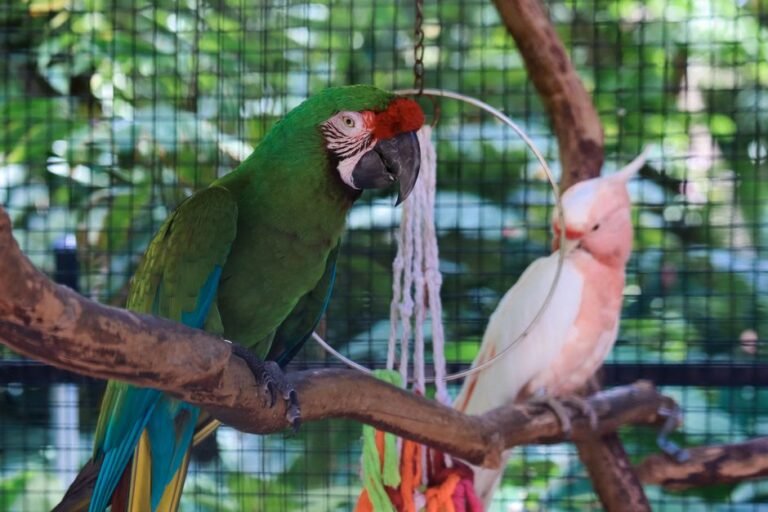 Buy cockatoo parrots — visual overview