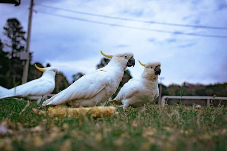 Buy cockatoo parrots — visual overview