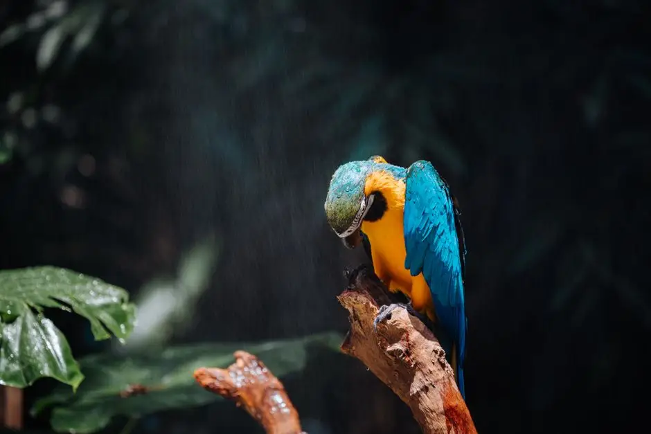 Macaw parrot drawing — Adding Texture and Depth to Your Macaw Parrot Art