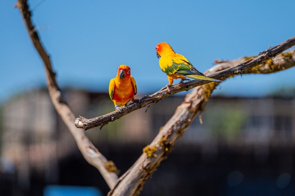Breeding conure parrot — Understanding Conure Parrot Behavior