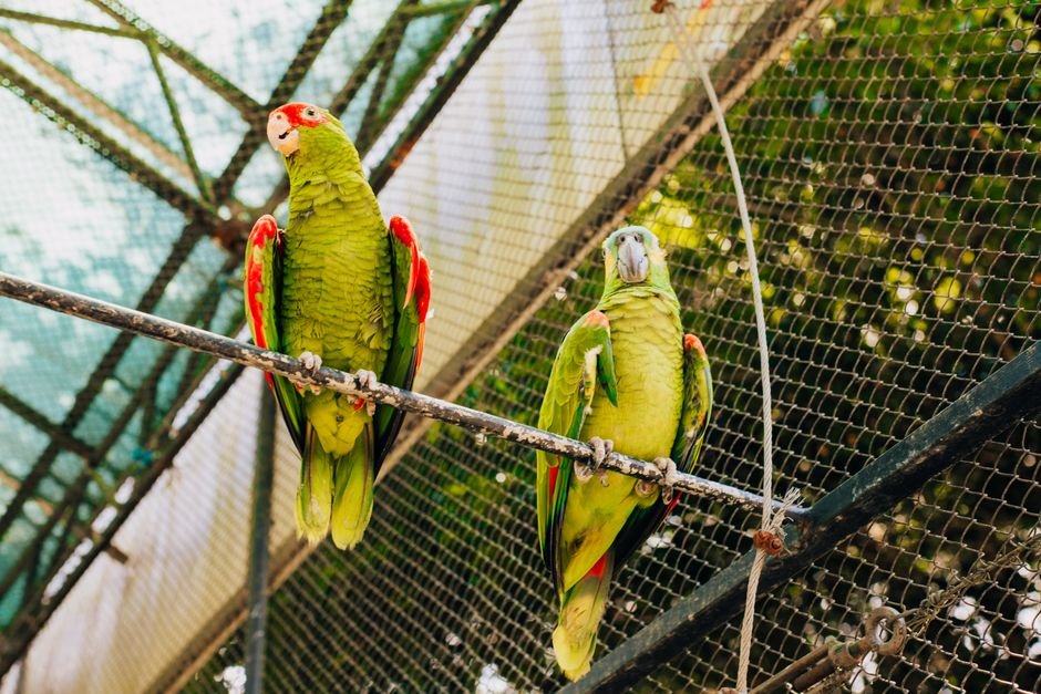Breeding conure parrot — Understanding Conure Parrot Behavior and Socialization