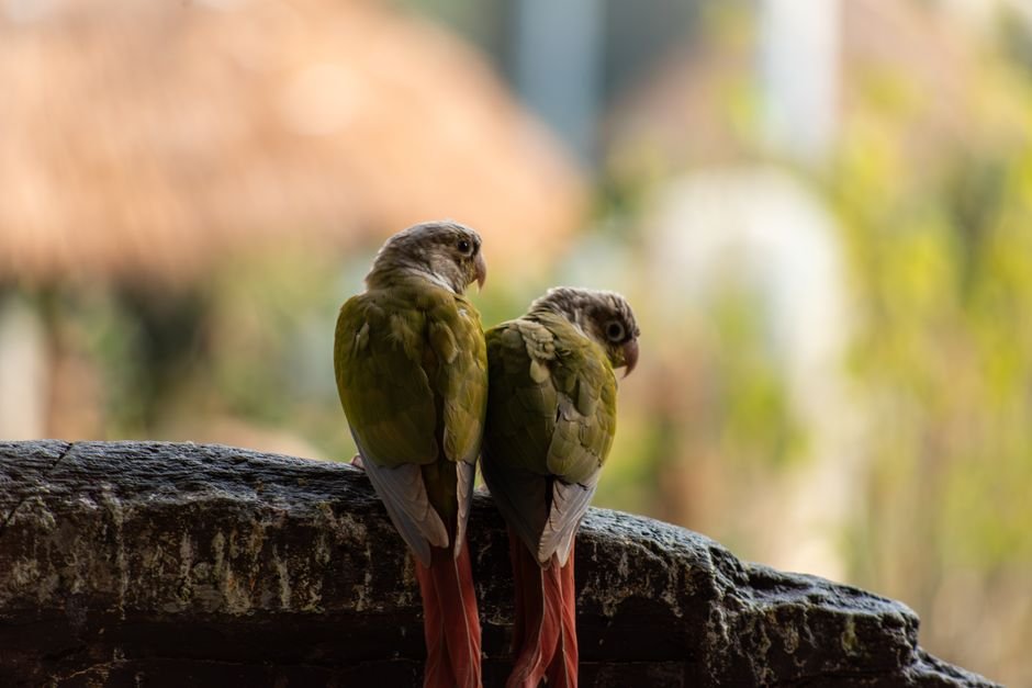 Conure parrots talking — Common Challenges in Teaching Conure Parrots to Talk