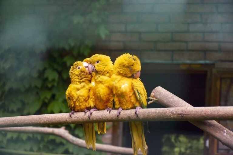 Breeding conure parrot — visual overview