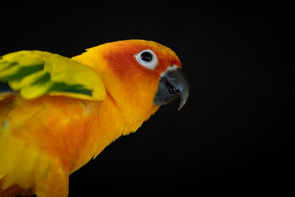 Conure parrots online — The Cost of Conure Parrots and Accessories