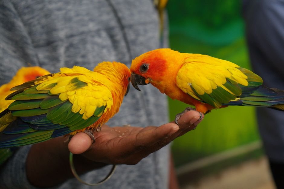 Buy conure parrots — Health Checks and Veterinary Care