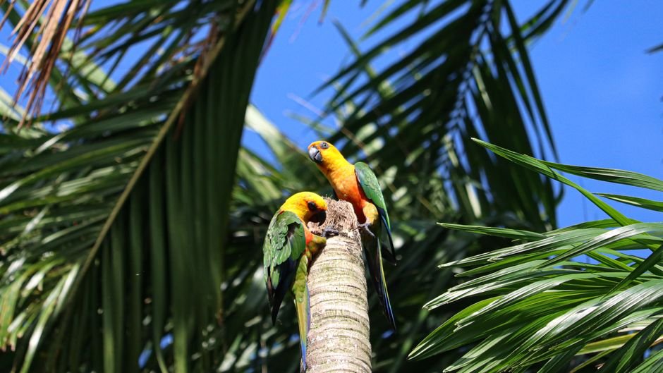 Health Considerations for Breeding Conure Parrots