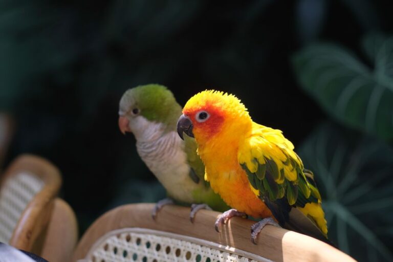Conure parrots online — visual overview