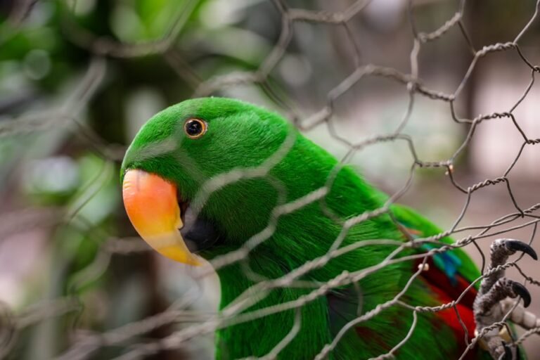 Price of eclectus parrot — visual overview