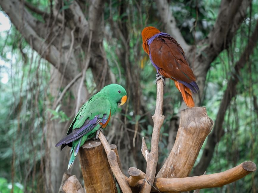 Understanding the Price of Eclectus Parrots