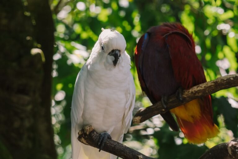 Funny parrots cockatoo — visual overview
