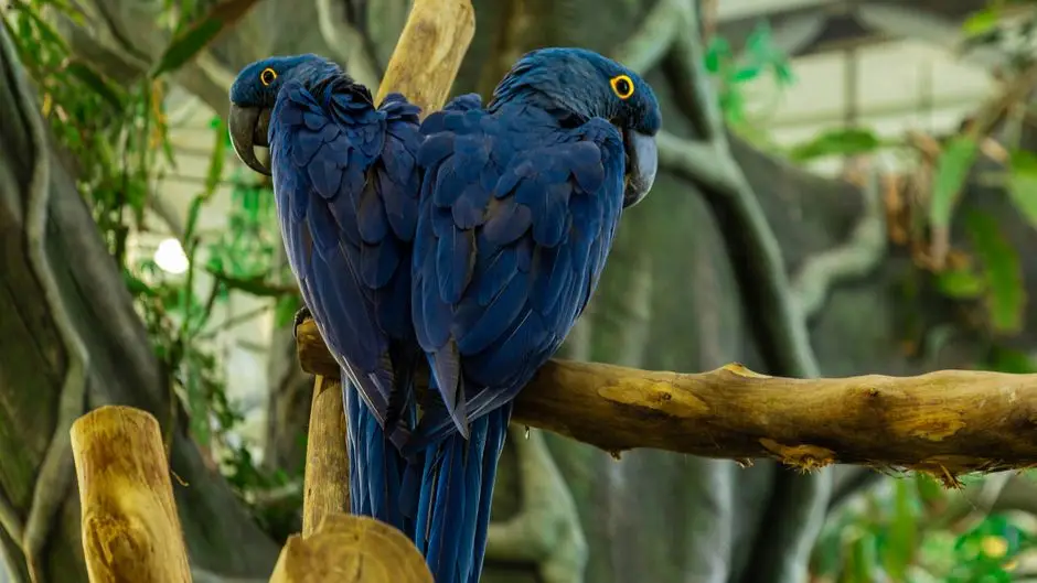 Understanding the Pet Hyacinth Macaw