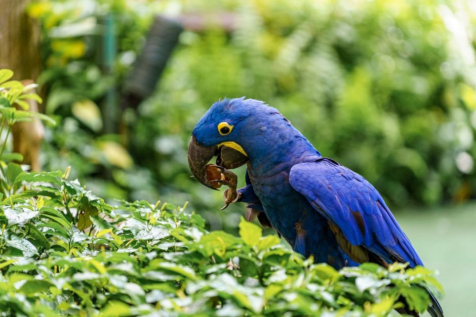 Training and Socialization of Your Pet Hyacinth Macaw