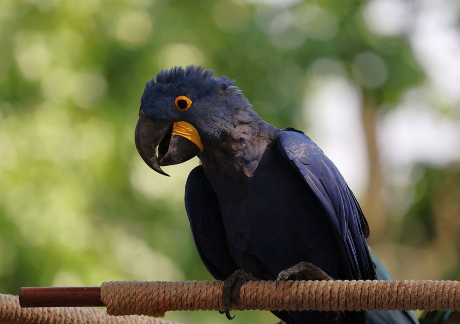 Pet hyacinth macaw — Training and Socialization of Hyacinth Macaws