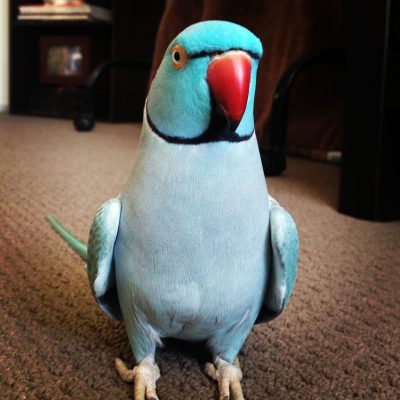Indian Ringnecks parakeet for sale