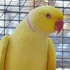 Indian Ringnecks parakeet for sale