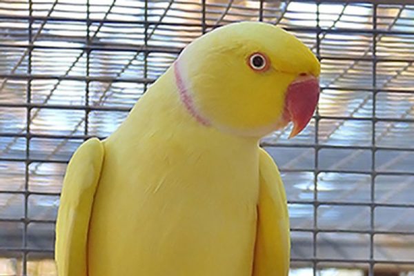 Indian Ringnecks parakeet for sale