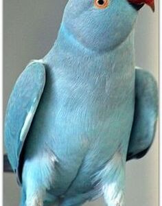 Indian Ringnecks parakeet