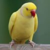 Indian Ringnecks parakeet for sale